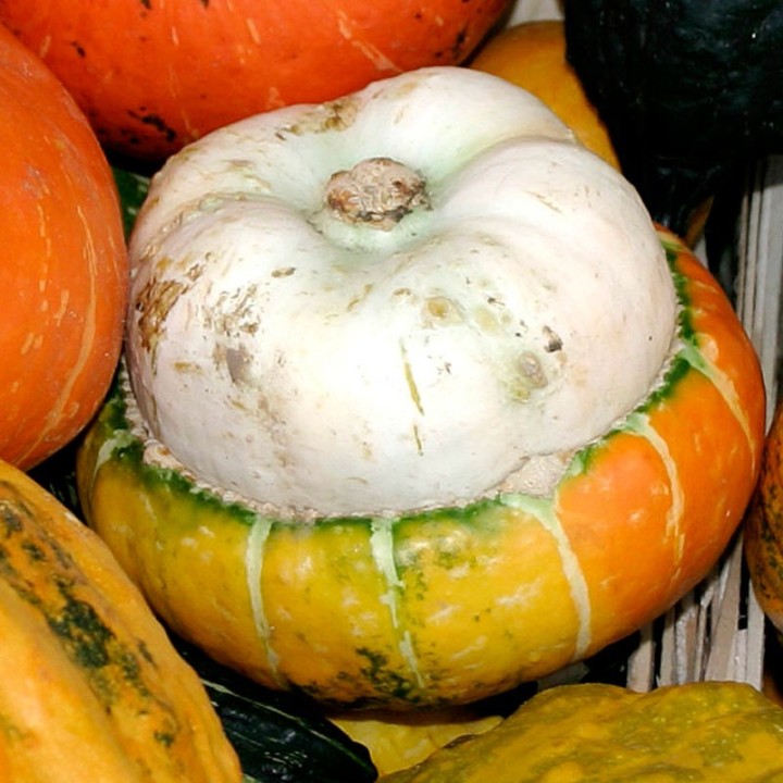 Semillas de Calabaza Turbante turco Grande | Especialistas en semillas