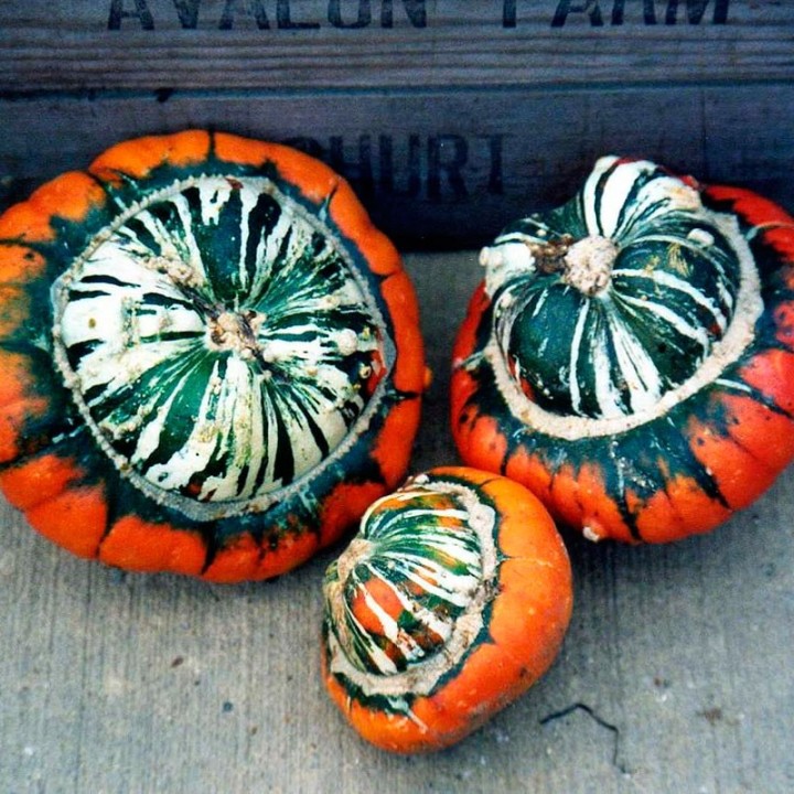 Semillas de Calabaza Turbante turco Grande | Especialistas en semillas