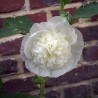 alcea rosea flor blanca semillas