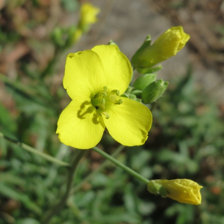 Semillas de Rúcula común hoja serrada (Eruca vesicaria) | EntreSemillas