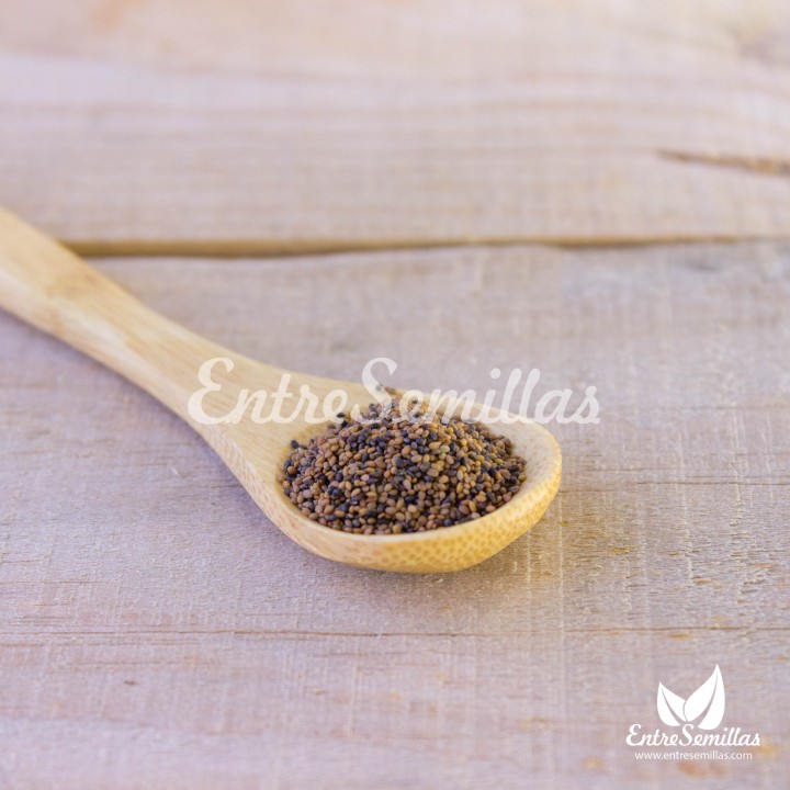Semillas de Rúcula común hoja serrada (Eruca vesicaria) | EntreSemillas