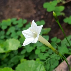semillas flor quamoclit color blanco