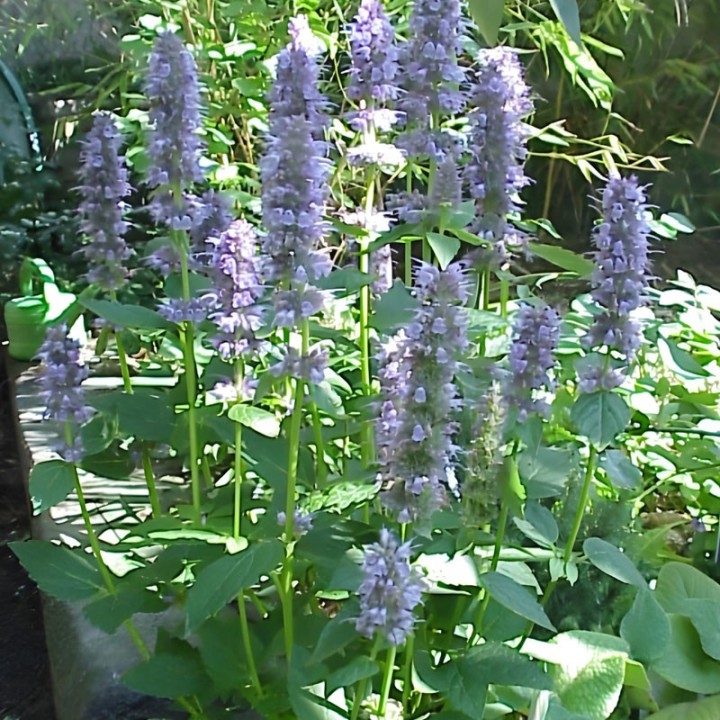 Semillas de Hisopo de Anís (Agastache foeniculum) o Hisopo anisado | Tienda de Semillas