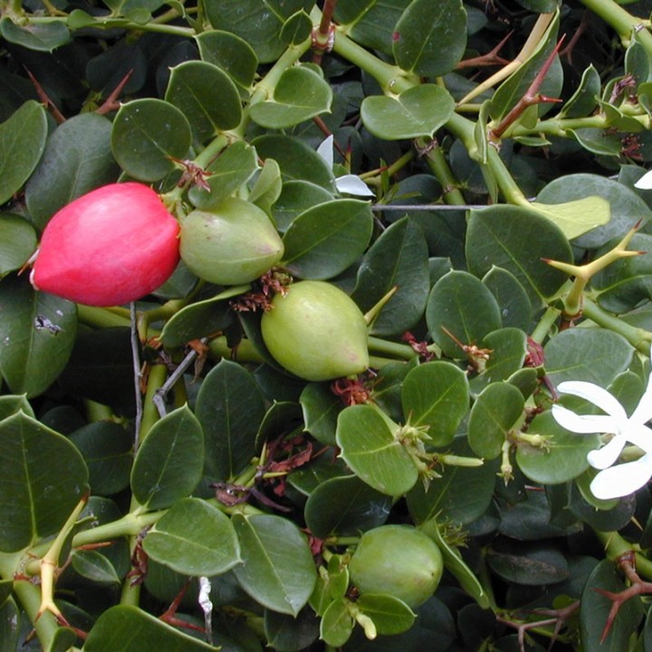 Plantas de Carissa macrocarpa para comprar