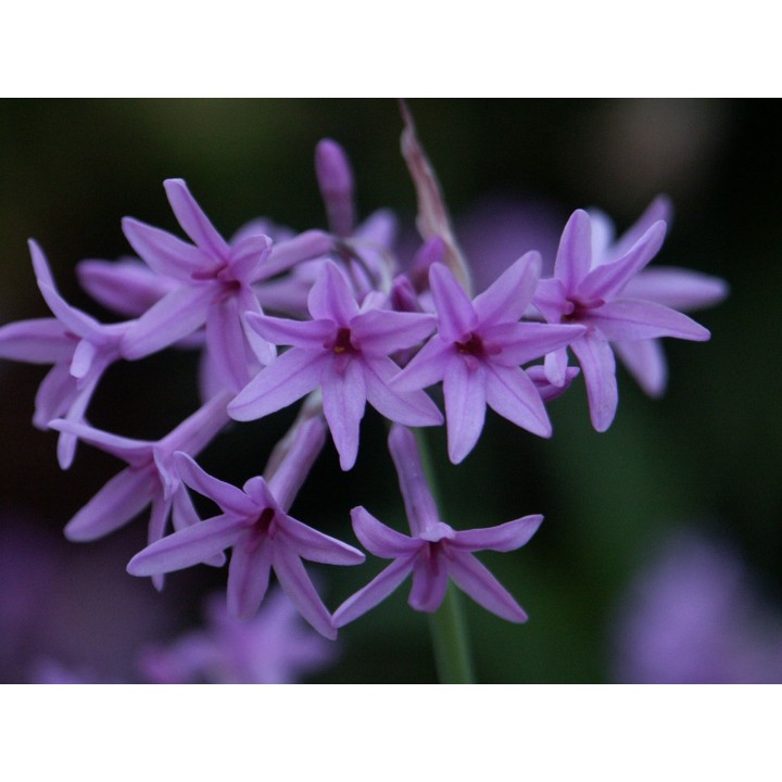 Planta de Tulbaghia violacea variegada o Ajo silvestre, planta bulbosa en maceta