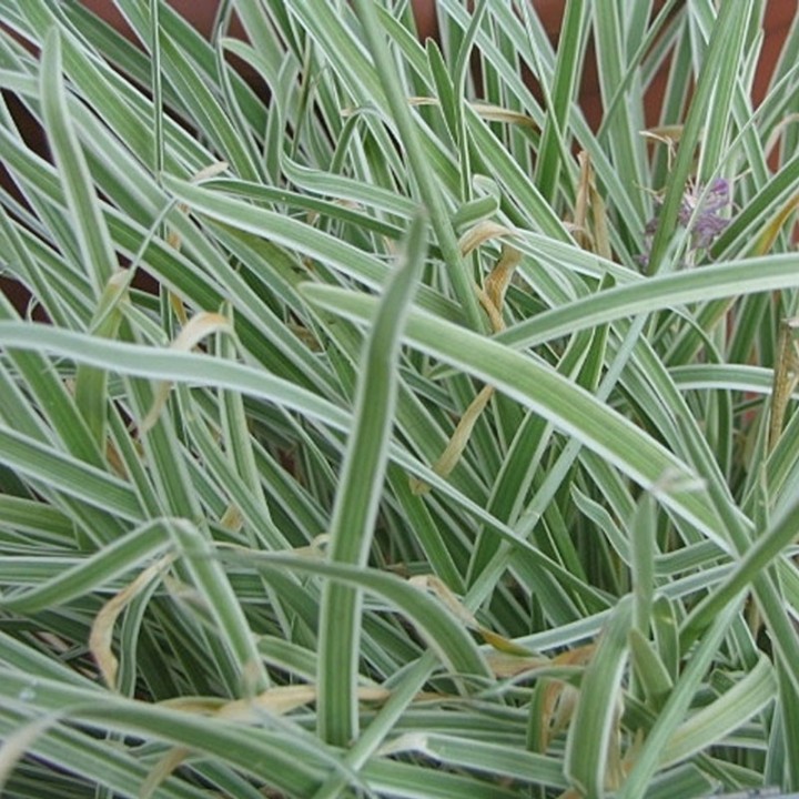 Planta de Tulbaghia violacea variegada o Ajo silvestre, planta bulbosa en maceta