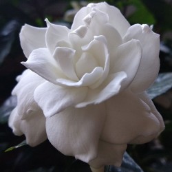 flor de gardenia