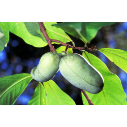 Pawpaw - Sobre 4 semillas