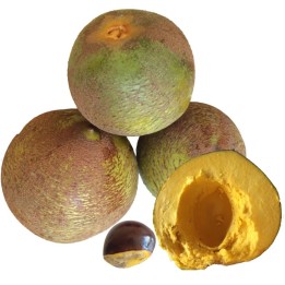Plantas de Lúcuma (Pouteria obovata)