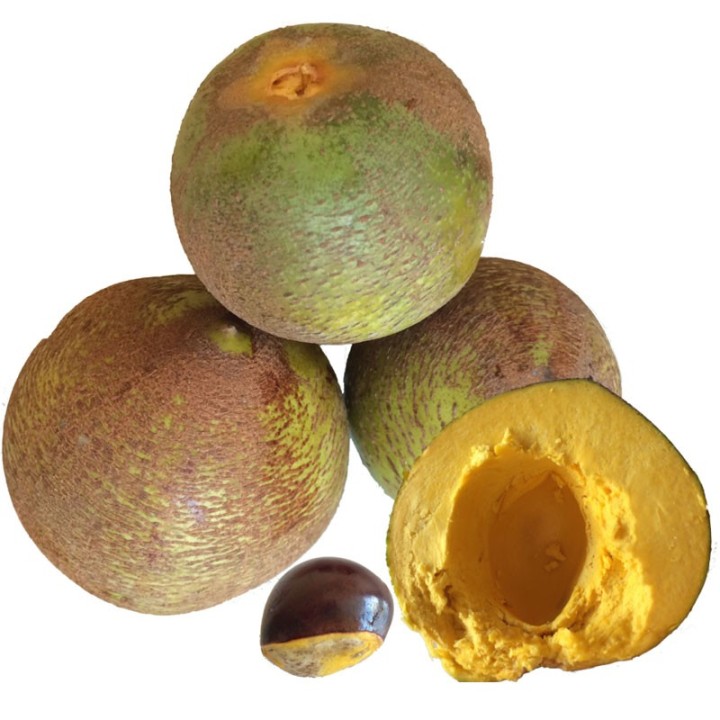 Plantas de Lúcuma (Pouteria obovata)