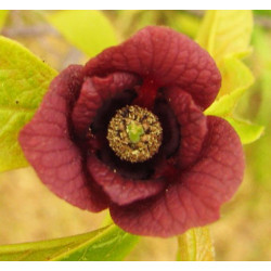 Pawpaw - Sobre 4 semillas