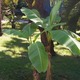 Plantas de Musa basjoo