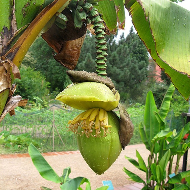 Plantas de Musa basjoo