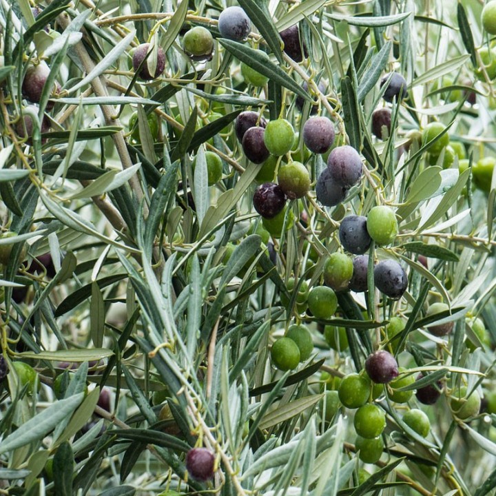 Comprar plantas de Olivo en maceta