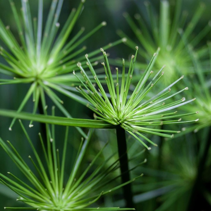 Comprar plantas de Papiro (Cyperus papyrus)