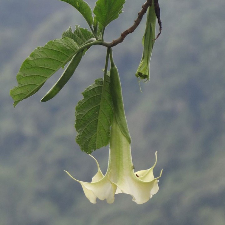 Brugmansia arborea - compra plantas online