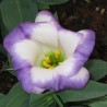 Lisianthus, color lila plano - 1 planta