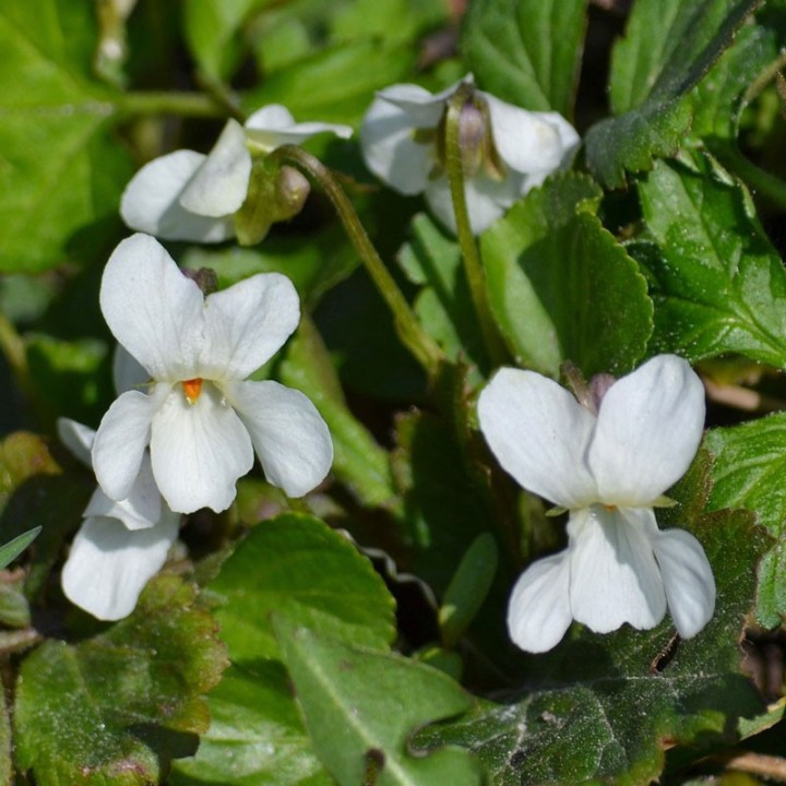Viola odorata, Alba - Comprar plantas