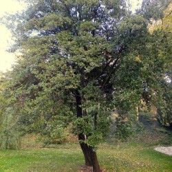 Quercus coccifera - 1 planta