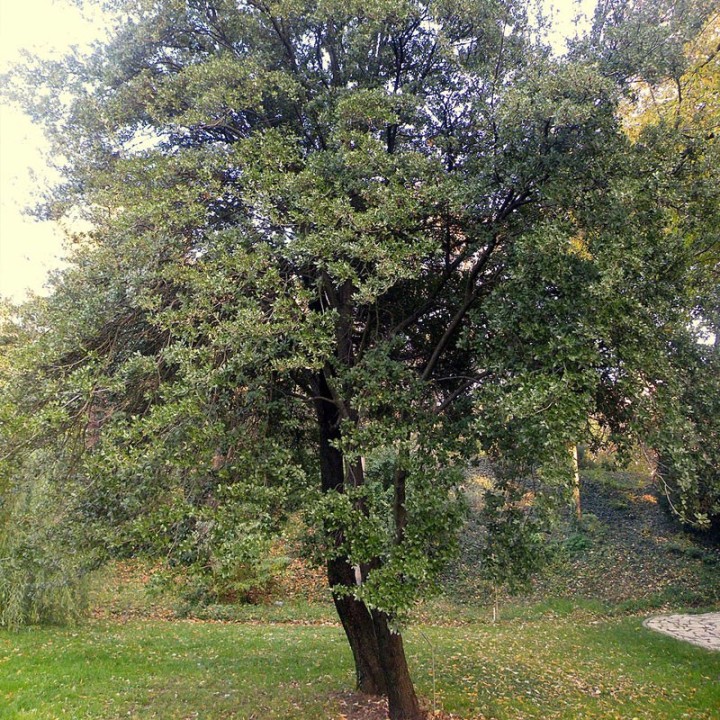 Plantas de Quercus coccifera