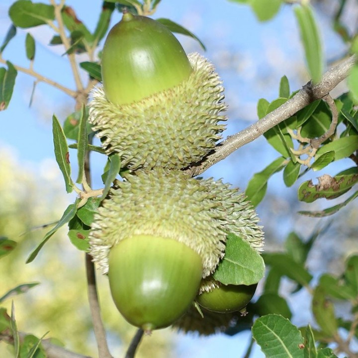 Plantas de Quercus coccifera