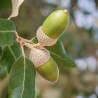 Quercus ilex planta