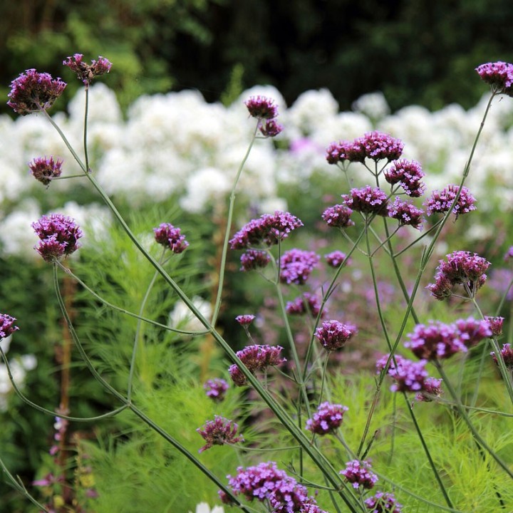 Verbena bonariensis - Plantas online
