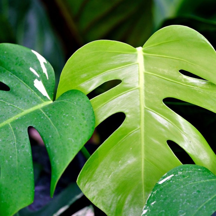 Monstera deliciosa - Comprar plantas online
