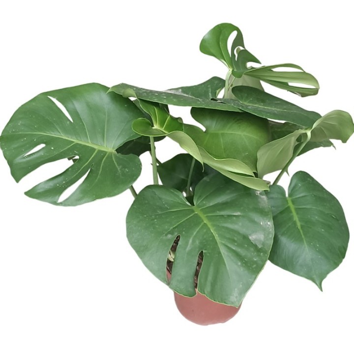 Monstera deliciosa - Comprar plantas online