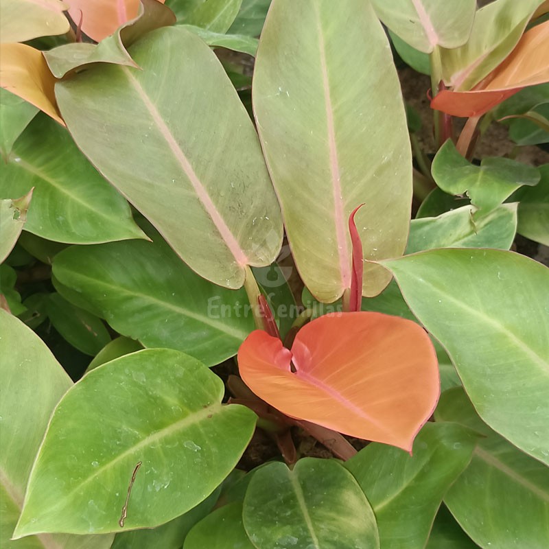 Philodendron, Prince of Orange - 1 planta