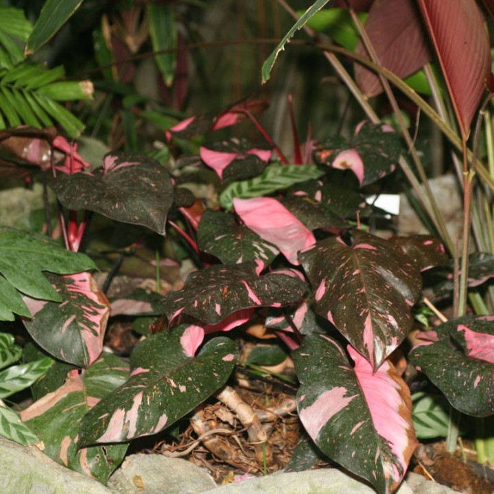 Philodendron Pink Princess - Plantas a la venta