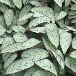 Ctenanthe burle-marxii, Amagris - Plantas de interior a la venta