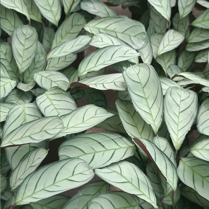 Ctenanthe burle-marxii, Amagris - Plantas de interior a la venta