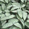 Ctenanthe burle-marxii, Amagris - 1 planta