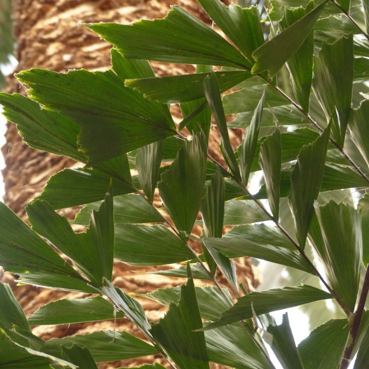 Plantas de Caryota mitis a la venta, la palmera cola de pescado
