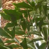 Caryota mitis - 1 planta