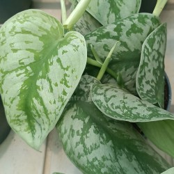 Scindapsus pictus - 1 planta
