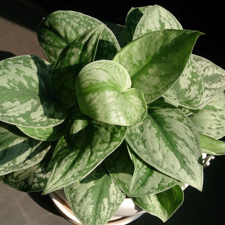 Plantas de Scindapsus pictus, también conocido como Pothos Sati