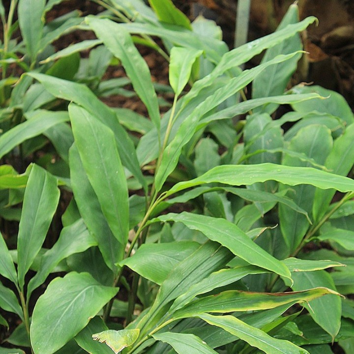 Plantas de Jengibre a la venta (Zingiber officinale)