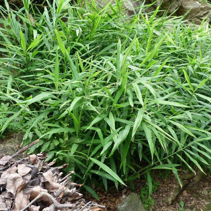 Plantas de Jengibre a la venta (Zingiber officinale)