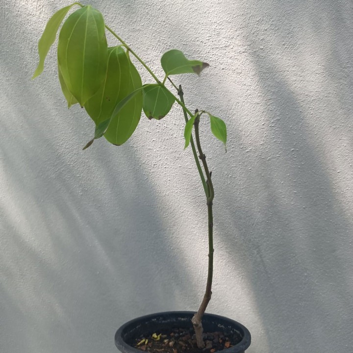 Planta de Arbol de Canela, Cinnamomun zeylanicum verum | Canelo Ceylan