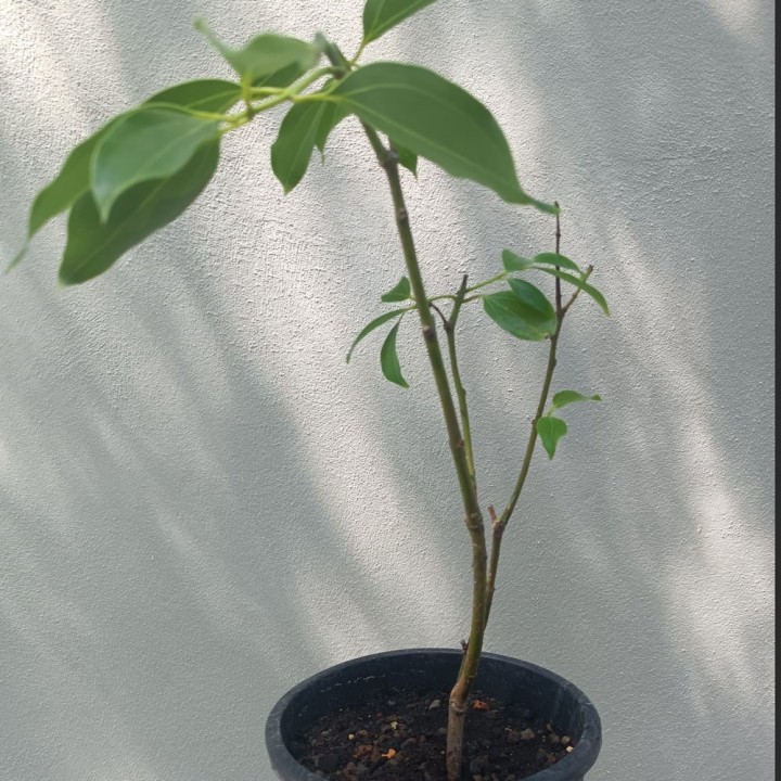 Planta de Arbol de Canela, Cinnamomun zeylanicum verum | Canelo Ceylan