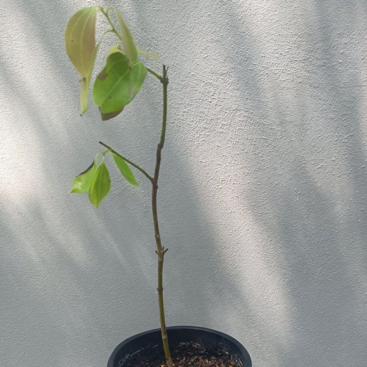 Planta de Arbol de Canela, Cinnamomun zeylanicum verum | Canelo Ceylan