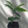 Jackfruit - 1 planta