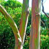 eucalipto arco iris semillas