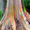 semillas Eucalyptus deglupta