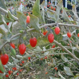 semillas de Lycium barbarum
