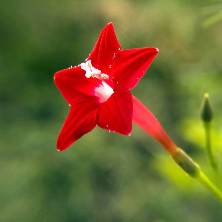 Semillas de Ipomoea quamoclit, Roja | Trepadora