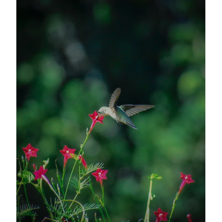 Semillas de Ipomoea quamoclit, Roja | Trepadora