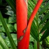 tronco rojo de palma roja cyrtostachys renda